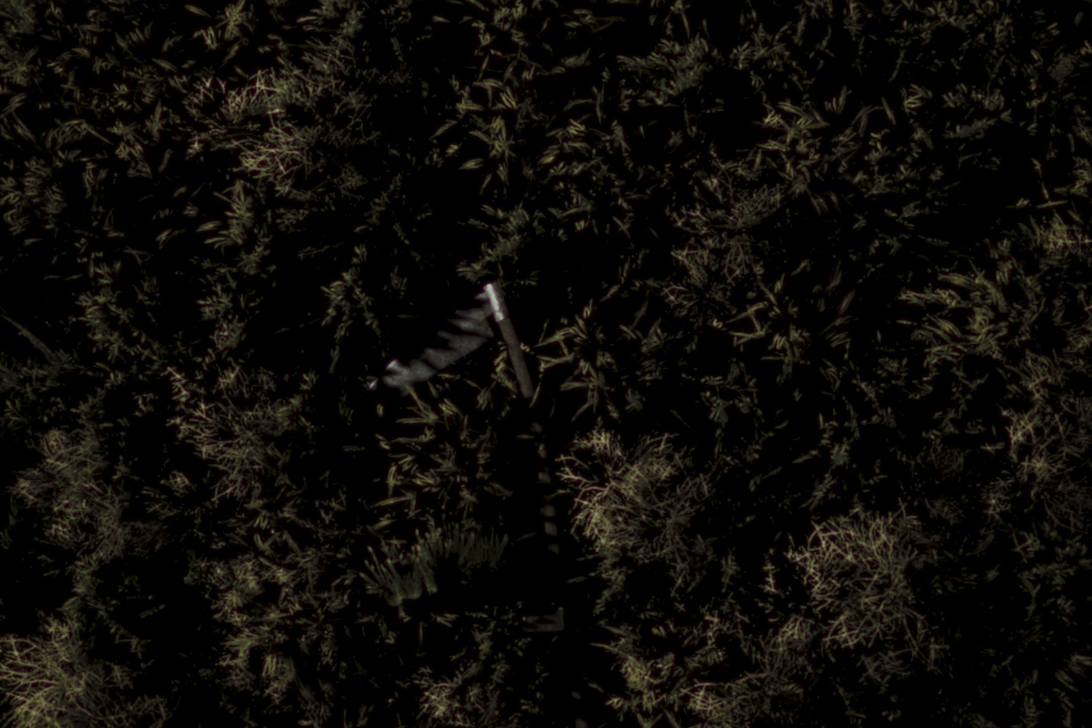 Bird's-eye view of a forest